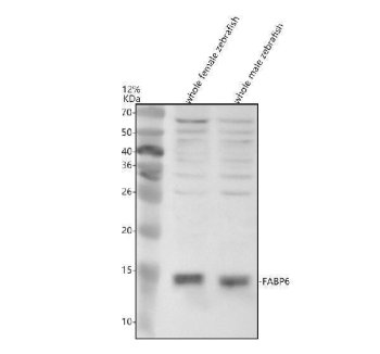 Zebrafish FABP6 Antibody WB. Western blot analysis of FABP6 expression using anti-FABP6 antibody. FABP6, also known as Ileal Lipid Binding Protein and Gastrotropin, is a member of the fatty acid binding protein family that mediates intracellular transport of bile acids and contributes to lipid homeostasis. Lane 1: whole female zebrafish tissue lysate. Lane 2: whole male zebrafish tissue lysate. A prominent band was detected at approximately 14 kDa, corresponding to the expected molecular weight of FABP6. Several faint higher molecular weight bands are also visible and may represent oligomeric species, post translationally modified forms, or nonspecific low abundance proteins. These results demonstrate expression of FABP6 in adult zebrafish tissues and support the utility of this antibody for studies of bile acid transport, lipid metabolism, and gastrointestinal physiology.