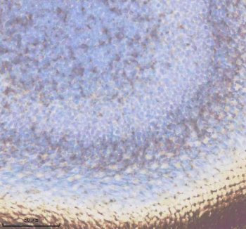 Zebrafish DPYD Antibody Eye IHC. Immunohistochemical analysis of DPYD expression using anti-DPYD antibody in paraffin embedded zebrafish eye tissue. DPYD, also known as Dihydropyrimidine Dehydrogenase, is the rate limiting enzyme of pyrimidine catabolism and plays a critical role in nucleotide homeostasis and fluoropyrimidine metabolism. Diffuse cytoplasmic staining is observed throughout retinal layers and surrounding ocular tissues, consistent with the metabolic demands associated with visual system development and maintenance. Heat mediated antigen retrieval was performed in EDTA buffer prior to staining. Sections were blocked with 10 percent goat serum and incubated with DPYD antibody at 2 ug/ml overnight at 4 degrees Celsius. Detection was achieved using a peroxidase conjugated goat anti rabbit IgG secondary antibody and DAB chromogen. These results support the utility of Zebrafish DPYD Antibody for studies of pyrimidine metabolism, ocular development, and cellular homeostasis.