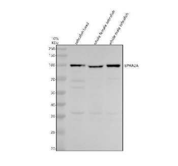 Zebrafish EPHA2 Antibody WB. Western blot analysis of EPHA2A expression was performed using anti-EPHA2 antibody. Electrophoresis was carried out on a 10% SDS-PAGE gel under reducing conditions. Lane 1: zebrafish head tissue lysate. Lane 2: whole female zebrafish tissue lysate. Lane 3: whole male zebrafish tissue lysate. EPHA2A, also known as Eph Receptor A2a, is a receptor tyrosine kinase involved in cell-cell communication, tissue patterning, and developmental signaling. A specific immunoreactive band is detected at approximately 109 kDa in all three samples, corresponding to the expected molecular weight of EPHA2A. Similar expression in head and whole-body lysates is consistent with the broad distribution of Eph receptor signaling pathways in neural and peripheral tissues. These results support the utility of Zebrafish EPHA2 Antibody for studies of receptor tyrosine kinase signaling, cell migration, and vertebrate development.