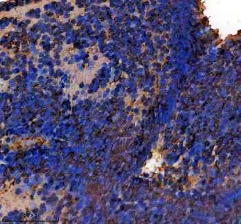 Zebrafish eEF1A Antibody Brain IHC. Immunohistochemistry analysis of EEF1A1A/1B using anti-EEF1A antibody. EEF1A1A/1B was detected in a paraffin-embedded section of zebrafish brain tissue. Heat mediated antigen retrieval was performed in EDTA buffer. The tissue section was blocked with 10% goat serum. The tissue section was then incubated with 2 ug/ml rabbit anti-EEF1A1A/1B Antibody overnight at 4oC. Peroxidase Conjugated Goat Anti-rabbit IgG was used as secondary antibody and incubated for 30 minutes at 37oC. The tissue section was developed using DAB as the chromogen.