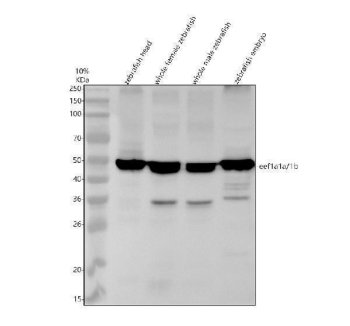 Zebrafish eEF1A Antibody WB. Western blot analysis of EEF1A1A/1B using anti-EEF1A antibody. Electrophoresis was performed on a 10% SDS-PAGE gel for 2 hours. The sample well of each lane was loaded with 30 ug of sample under reducing conditions. Lane 1: zebrafish head tissue lysates, Lane 2: whole female zebrafish tissue lysates, Lane 3: whole male zebrafish tissue lysates, Lane 4: zebrafish embryo tissue lysates. After electrophoresis, proteins were transferred to a nitrocellulose membrane at 150 mA for 50-90 minutes. Blocked the membrane with 5% non-fat milk/TBS for 1.5 hour at RT. The membrane was incubated with rabbit anti-EEF1A1A/1B antigen antibody at 0.5 ug/ml overnight at 4oC, then washed with TBS-0.1%Tween 3 times with 5 minutes each and probed with a goat anti-rabbit IgG-HRP secondary antibody at a dilution of 1:5000 for 1.5 hour at RT. The signal is developed using an ECL Plus WB. Western blotting Substrate with Tanon 5200 system. A specific band was detected for EEF1A1A/1B at approximately 50 kDa. The expected band size for EEF1A1A/1B is at 50 kDa.