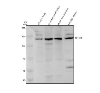 Zebrafish Collagen I Antibody WB. Western blot analysis of COL1A1A expression was performed using anti-COL1A1A / Collagen I antibody. Electrophoresis was carried out on an 8% SDS-PAGE gel under reducing conditions. Lane 1: zebrafish head tissue lysate. Lane 2: whole female zebrafish tissue lysate. Lane 3: whole male zebrafish tissue lysate. Lane 4: zebrafish embryo tissue lysate. COL1A1A, also known as Collagen Type I Alpha 1a, is the major fibrillar collagen of the extracellular matrix and provides structural integrity to bone, skin, and connective tissues. A specific immunoreactive band is detected at approximately 137 kDa in all four samples, corresponding to the expected molecular weight of COL1A1A. Similar expression in head, whole-body, and embryo lysates is consistent with the widespread distribution of type I collagen and its essential role in skeletal development and extracellular matrix organization. These results support the utility of Zebrafish Collagen I Antibody for studies of connective tissue biology, osteogenesis, and vertebrate development.