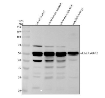 Zebrafish ALDH2 Antibody / ALDH2.1/2.2 WB. Western blot analysis of ALDH2.1,2.2 using anti-ALDH2.1,2.2 antibody. Electrophoresis was performed on a 10% SDS-PAGE gel for 2 hours. The sample well of each lane was loaded with 30 ug of sample under reducing conditions. Lane 1: zebrafish head tissue lysates, Lane 2: whole female zebrafish tissue lysates, Lane 3: whole male zebrafish tissue lysates, Lane 4: zebrafish embryo tissue lysates. After electrophoresis, proteins were transferred to a nitrocellulose membrane at 150 mA for 50-90 minutes. Blocked the membrane with 5% non-fat milk/TBS for 1.5 hour at RT. The membrane was incubated with rabbit anti-ALDH2.1,2.2 antigen antibody at 0.5 ug/ml overnight at 4oC, then washed with TBS-0.1%Tween 3 times with 5 minutes each and probed with a goat anti-rabbit IgG-HRP secondary antibody at a dilution of 1:5000 for 1.5 hour at RT. The signal is developed using an ECL Plus WB. Western blotting Substrate with Tanon 5200 system. A specific band was detected for ALDH2.1,2.2 at approximately 56 kDa. The expected band size for ALDH2.1,2.2 is at 56 kDa.