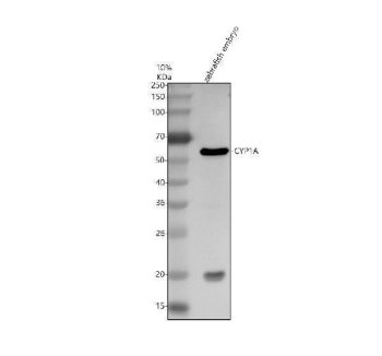 Zebrafish CYP1A Antibody WB. Western blot analysis of CYP1A expression was performed using anti-CYP1A antibody. Lane 1: zebrafish embryo tissue lysate. CYP1A is a heme-containing cytochrome P450 monooxygenase that catalyzes Phase I xenobiotic metabolism and serves as a major downstream target of aryl hydrocarbon receptor (AHR) signaling. A specific immunoreactive band is detected at approximately 58 kDa, consistent with the expected molecular weight of CYP1A. The strong expression observed in zebrafish embryos supports the established role of CYP1A in developmental toxicology, chemical metabolism, and environmental response pathways. These results demonstrate the utility of Zebrafish CYP1A Antibody for studies of xenobiotic metabolism, AHR signaling, environmental toxicology, and drug metabolism.