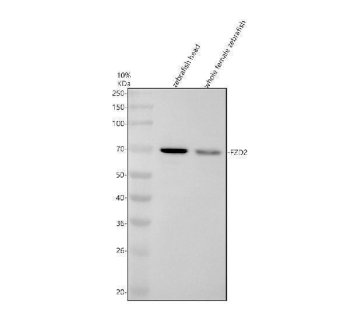 Zebrafish FZD2 Antibody / Frizzled 2 Antibody Zebrafish Head and Female WB. Western blot analysis of zebrafish head and whole female tissue lysates using Zebrafish FZD2 Antibody / Frizzled 2 Antibody. A distinct immunoreactive band is detected at approximately 70 kDa in both samples, consistent with expression of FZD2. Although the predicted molecular weight is approximately 63 kDa, the higher apparent molecular weight is consistent with the extensive glycosylation commonly observed for Frizzled family transmembrane receptors. Proteins were separated under reducing conditions, transferred to a nitrocellulose membrane, and detected following incubation with the primary antibody (0.5 ug/ml) and an HRP-conjugated goat anti-rabbit secondary antibody using ECL detection.