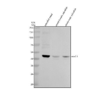 Zebrafish NKX2.1 Antibody / Thyroid Transcription Factor 1 Antibody Zebrafish Head, Female and Male WB. Western blot analysis of zebrafish head, whole female, and whole male tissue lysates using Zebrafish NKX2.1 Antibody / Thyroid Transcription Factor 1 Antibody. A distinct immunoreactive band is detected at approximately 42 kDa in all three samples, consistent with expression of NKX2.1. The observed molecular weight is close to the predicted size of approximately 38 kDa, supporting specific detection of the target protein. Proteins were separated under reducing conditions, transferred to a nitrocellulose membrane, and detected following incubation with the primary antibody (0.5 ug/ml) and an HRP-conjugated goat anti-rabbit secondary antibody using ECL detection.