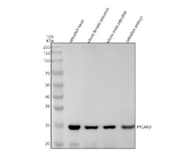 Zebrafish PYCARD Antibody / ASC Antibody Zebrafish Head, Female, Male and Embryo WB. Western blot analysis of zebrafish head, whole female, whole male, and embryo tissue lysates using Zebrafish PYCARD Antibody / ASC Antibody. A distinct immunoreactive band is detected at approximately 23 kDa in all four samples, consistent with expression of PYCARD (ASC). The observed molecular weight matches the predicted size of approximately 23 kDa, supporting specific detection of the target protein. Proteins were separated under reducing conditions, transferred to a nitrocellulose membrane, and detected following incubation with the primary antibody (0.5 ug/ml) and an HRP-conjugated goat anti-rabbit secondary antibody using ECL detection.