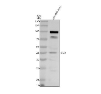 Zebrafish LEFTY2 Antibody / Left-Right Determination Factor 2 Antibody Zebrafish Head WB. Western blot analysis of zebrafish head tissue lysate using Zebrafish LEFTY2 Antibody / LFT2 Antibody. A distinct immunoreactive band is detected at approximately 41 kDa, consistent with the predicted molecular weight of LEFTY2. The observed molecular weight matches the expected size of approximately 41 kDa, supporting specific detection of the endogenous developmental signaling protein. Proteins were separated under reducing conditions, transferred to a nitrocellulose membrane, and detected following incubation with the primary antibody (0.5 ug/ml) and an HRP-conjugated goat anti-rabbit secondary antibody using ECL detection.
