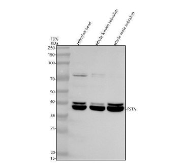 Zebrafish Follistatin Antibody / FSTA Antibody Zebrafish Head, Female and Male WB. Western blot analysis of 1) zebrafish head, 2) whole female zebrafish, and 3) whole male zebrafish tissue lysates using Zebrafish Follistatin Antibody / FSTA Antibody. A prominent immunoreactive band is detected at approximately 38 kDa in all three samples, consistent with the expected molecular weight of FSTA (~35 kDa). The slight increase in apparent molecular weight is compatible with post-translational processing of this secreted glycoprotein. Proteins were separated under reducing conditions, transferred to a nitrocellulose membrane, and detected following incubation with the primary antibody (0.5 ug/ml) and an HRP-conjugated goat anti-rabbit secondary antibody using ECL detection.