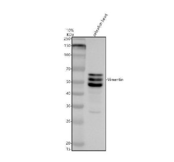 Zebrafish Vimentin Antibody / VIM Antibody Zebrafish Head WB. Western blot analysis of zebrafish head tissue lysate using Zebrafish Vimentin Antibody / VIM Antibody. Two prominent immunoreactive bands are detected at approximately 54 kDa, consistent with the expected molecular weight of vimentin. The closely migrating bands likely represent different post-translationally modified forms or isoforms of the endogenous protein. Proteins were separated under reducing conditions, transferred to a nitrocellulose membrane, and detected following incubation with the primary antibody (0.5 ug/ml) and an HRP-conjugated goat anti-rabbit secondary antibody using ECL detection.