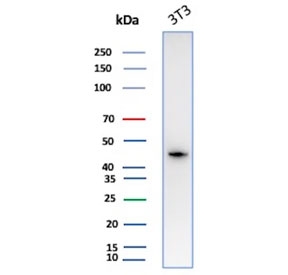 Western blot testing of mouse NIH 3T3 cell lysate with Smooth Muscle Actin antibody. 