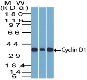 Western blot testing of mouse C2C12, human HepG2 and mouse NIH 3T3 cell lysate with DCS-6 mAb. Predicted molecular weight: 32-36 kDa.
