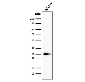 Western blot testing of human MCF7 cell lysate with Bcl-2 antibody (clone 124).