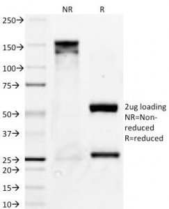 SDS-PAGE Analysis of Purified, BSA-Free Bcl-X Antibody (clone BX006). Confirmation of Integrity and Purity of the Antibody.