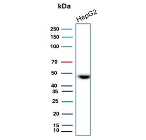 Western blot testing of human HepG2 cell lysate with CD147 antibody. Predicted molecular weight: ~27 kDa (unmodified), 43-66 kDa (glycosylated).