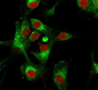 Immunofluorescence testing of human U-87 MG cells with CD63 antibody (green) and phalloidin (red).