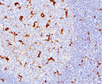 CD68 antibody KP1 + C68/684 immunohistochemistry tonsil