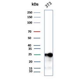Western blot testing of mouse NIH 3T3 cell lysate with p27Kip1 antibody. Expected molecular weight ~27 kDa.