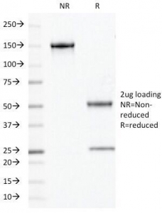 SDS-PAGE Analysis of Purified, BSA-Free Chromogranin A Antibody (clone PHE5). Confirmation of Integrity and Purity of the Antibody.