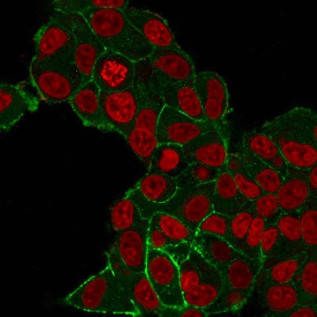 HER2/ErbB2 Antibody IF. Immunofluorescent staining of PFA-fixed human MCF7 cells with HER2/ErbB2 antibody (clone HRB2/282, green) and Reddot nuclear stain (red).