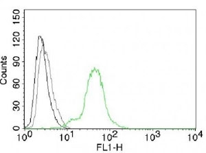 Estrogen Receptor beta Antibody BT474 FACS. Flow cytometry analysis of permeabilized human BT474 cells using Estrogen Receptor beta antibody shows a clear rightward shift in fluorescence intensity compared to cells alone (black) and isotype control (gray), consistent with intracellular detection of ESR2; green histogram represents staining with the AF488-conjugated Estrogen Receptor beta antibody (clone ERb455).