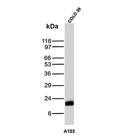 Western blot testing of human COLO-38 cell lysate with recombinant Melan-A antibody (clone A103). Expected molecular weight ~20 kDa with possible doublet.