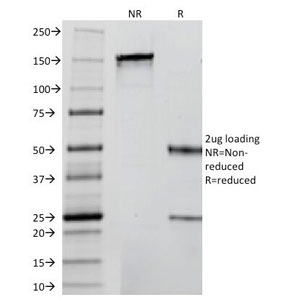 SDS-PAGE Analysis of Purified, BSA-Free Insulin Antibody (clone 2D11-H5 or INS05). Confirmation of Integrity and Purity of the Antibody.