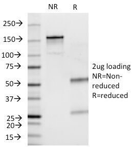 SDS-PAGE Analysis of Purified, BSA-Free Insulin Antibody (clone E2-E3 or INS04). Confirmation of Integrity and Purity of the Antibody.