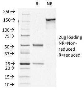 SDS-PAGE Analysis of Purified, BSA-Free Insulin Antibody Cocktail (clone E2-E3 + 2D11-H5 or INS04 + INS05). Confirmation of Integrity and Purity of the Antibody.