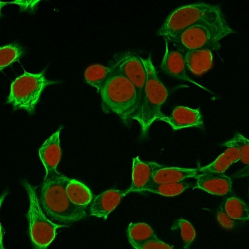 Cytokeratin 8 Antibody MCF7 IF. Immunofluorescent staining of permeabilized human MCF7 cells with Cytokeratin 8 antibody (clone H1, green) and Reddot nuclear stain (red).