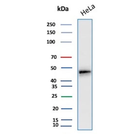 Cytokeratin 17 Antibody Clone E3 western blot analysis of human HeLa cell lysate. Western blot detection using Cytokeratin 17 Antibody Clone E3 demonstrates a clear immunoreactive band in human HeLa cell lysate. Lane 1: human HeLa cell lysate. A band is detected at approximately 48 kDa, consistent with the predicted molecular weight of Cytokeratin 17 (CK17 / KRT17), an epithelial intermediate filament protein that contributes to the structural cytoskeleton of epithelial cells.