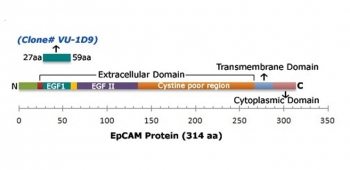 Schematic representation of the VU-1D9 EpCAM antibody epitope.