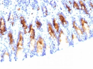IHC testing of FFPE rat stomach stained with MUC5AC antibody (clone 45M1).