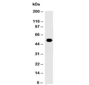 ODC-1 Antibody Human Placenta WB. Western blot testing of human placenta lysate using ODC-1 antibody (clone ODC1/485).