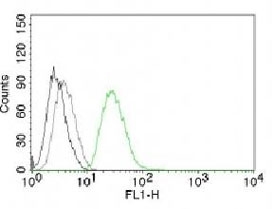 ODC-1 Antibody FACS. Flow analysis of permeabilized PC3 cells using ODC-1 antibody (clone ODC1/485).