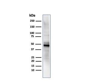 ODC-1 Antibody PC-3 Cell WB. Western blot testing of human PC3 cell lysate using ODC-1 antibody (clone ODC1/485).