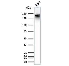 Western blot testing of CD45RB antibody and human Raji lysate. Expected molecular weight: 147-220 kDa depending on glycosylation level.