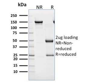 SDS-PAGE analysis of purified, BSA-free CD45RB antibody (clone BRA-11) as confirmation of integrity and purity.
