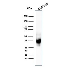 Gp100 Antibody Clone HMB45. Western blot analysis of human COLO-38 melanoma cell lysate using Gp100 Antibody Clone HMB45. Lane 1: human COLO-38 cell lysate. A prominent band is detected at approximately 34-38 kDa, consistent with processed fragments of Premelanosome protein PMEL (also known as gp100). PMEL is synthesized as an approximately 100 kDa glycosylated precursor that undergoes proteolytic cleavage to generate an approximately 60-64 kDa M-alpha fragment and an approximately 26 kDa M-beta fragment. The M-alpha fragment is further processed into approximately 34-38 kDa and approximately 26 kDa fragments that assemble into the fibrillar matrix of developing melanosomes in melanocytic cells.