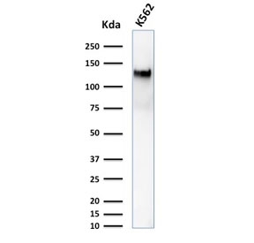 Western blot testing of human K562 cell lysate with CD43 antibody (clone DF-T1). Predicted molecular weight 45-135 kDa depending on glycosylation level.