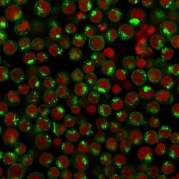 Immunofluorescent staining of human Jurkat cells with Transferrin receptor antibody (clone DF1513, green) and Reddot nuclear stain (red).