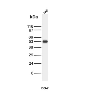 p53 Antibody DO-7 Detection in Raji Burkitt Lymphoma Cells WB. Western blot analysis of human Raji Burkitt lymphoma cell lysate using p53 Antibody clone DO-7. A strong, discrete band is detected at approximately 53 kDa, consistent with the characteristic SDS-PAGE migration of the TP53 tumor suppressor protein from which the p53 name is derived.