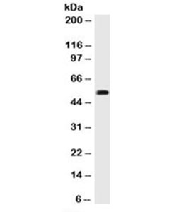 Western blot testing of 293 cell lysate with p53 antibody cocktail (BP53-12 + DO-7).