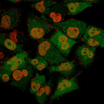 UCHL1 Antibody Clone 13C4 for IF. Immunofluorescence analysis of UCHL1 / PGP9.5 in human T98G cells. Permeabilized human T98G cells stained with UCHL1 Antibody Clone 13C4 for IF, also known as PGP9.5 antibody or Ubiquitin C-terminal hydrolase L1 antibody, show strong cytoplasmic green fluorescence with clear intracellular distribution, while nuclei are counterstained with Nucspot (red). Clone 13C4 antibody produces a bright, consistent signal with low background, supporting reliable and reproducible detection of UCHL1 in fluorescence imaging.