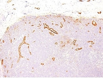 von Willebrand Factor Antibody Clone VWF635 immunohistochemistry analysis. IHC staining of FFPE human tonsil using von Willebrand Factor Antibody Clone VWF635 demonstrates endothelial-specific HRP-DAB brown staining highlighting vascular structures within lymphoid tissue. The signal is localized to vessel-associated endothelial cells, with minimal background in surrounding lymphocytes, consistent with the known distribution of von Willebrand factor (VWF) in vascular endothelium.