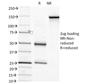 SDS-PAGE Analysis of Purified, BSA-Free Biotin Antibody (clone Hyb-8). Confirmation of Integrity and Purity of the Antibody.