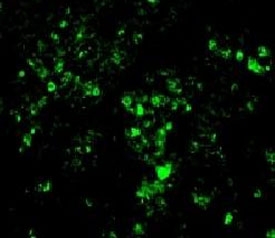IHC/IF testing of FFPE rat kidney with Alexa Fluor 488 conjugated BrdU antibody.