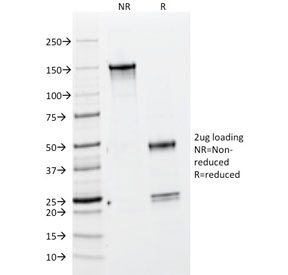 SDS-PAGE analysis of purified, BSA-free BrdU antibody (clone BRD469) as confirmation of integrity and purity.