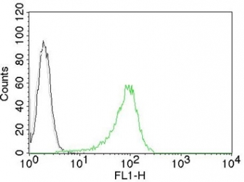 Human Nuclear Antigen Antibody 293T FACS. Flow cytometry analysis of human 293T cells stained with CF488-conjugated Human Nuclear Antigen Antibody (clone 235-1) demonstrates a pronounced rightward shift in fluorescence intensity relative to unstained cells and isotype control populations. The distinct positive staining profile confirms recognition of Human Nuclear Antigen (HNA) within the human cell population and demonstrates effective labeling of human-derived cells. Minimal overlap between the control and antibody-stained populations indicates specific target detection and strong signal-to-background performance. The observed staining supports the use of clone 235-1 for identification, characterization, and tracking of human cells by flow cytometry, particularly in applications involving cell localization, transplantation studies, and analysis of human-derived cell populations.