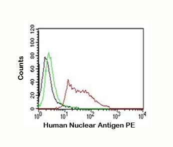 Human Nuclear Antigen Antibody PE Conjugate HeLa FACS. Flow cytometry analysis of human HeLa cells stained with Human Nuclear Antigen Antibody PE Conjugate (V2345PE) demonstrates a substantial rightward shift in fluorescence intensity compared to unstained and isotype control populations. The distinct positive staining profile confirms effective recognition of Human Nuclear Antigen (HNA) within the human cell population and highlights the utility of this conjugated antibody for detection of human-derived cells by flow cytometry. Clear separation between control and antibody-stained cells indicates specific target labeling and strong fluorescence signal. The observed staining supports the use of Human Nuclear Antigen Antibody PE Conjugate for human cell identification, cell tracking studies, transplantation research, and flow cytometric analysis of human cell populations in complex experimental systems.
